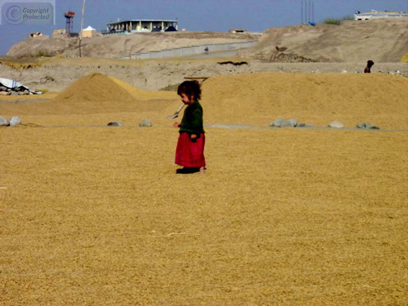 Little Girl in Drying Wheat